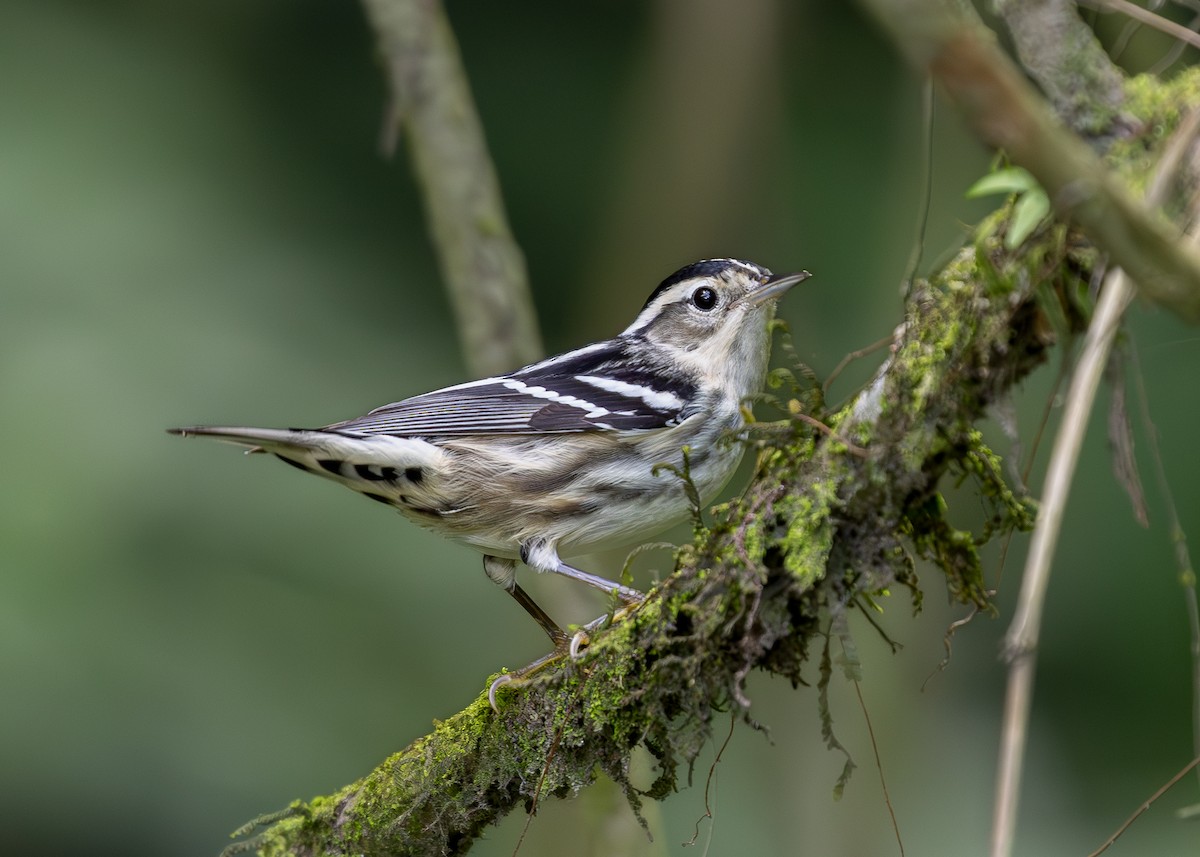 Black-and-white Warbler - ML619864726