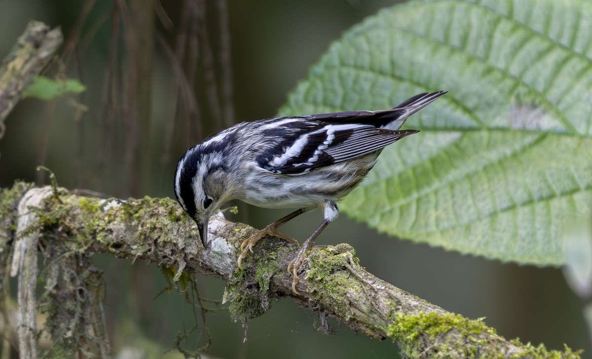 Black-and-white Warbler - ML619864728