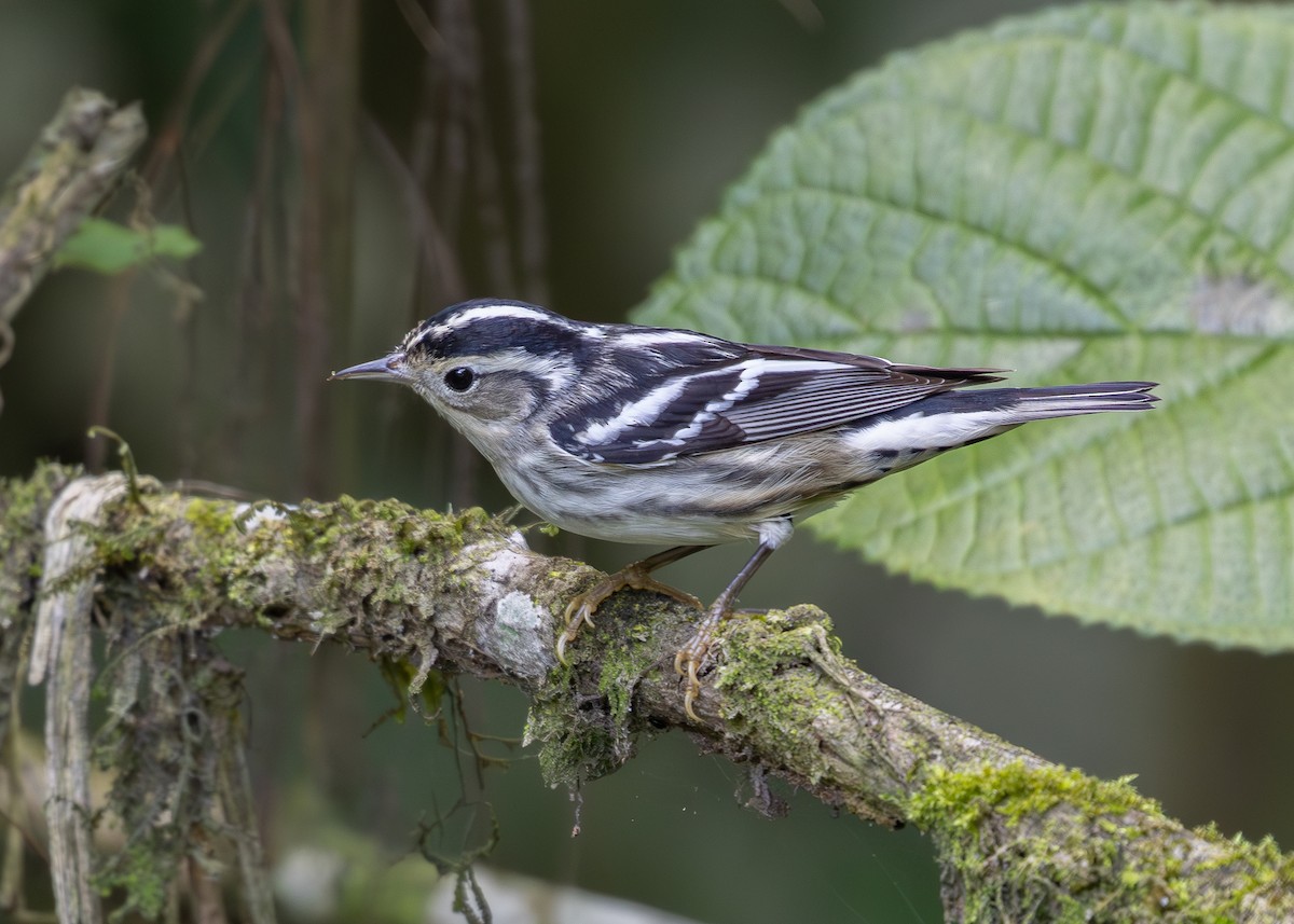 Black-and-white Warbler - ML619864730