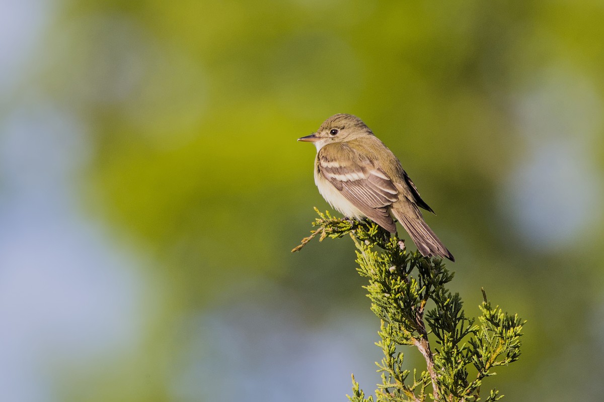 Alder Flycatcher - ML619864737