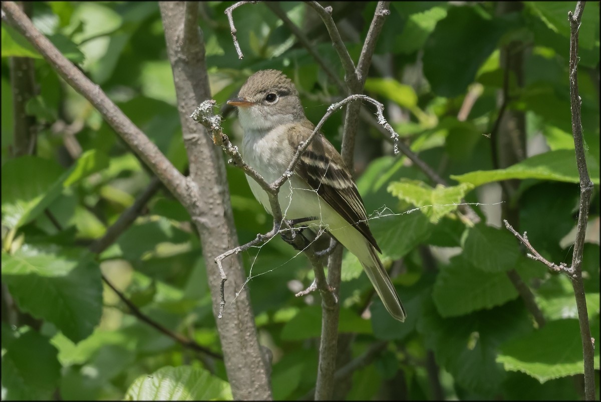 Willow Flycatcher - Paul Lagasi