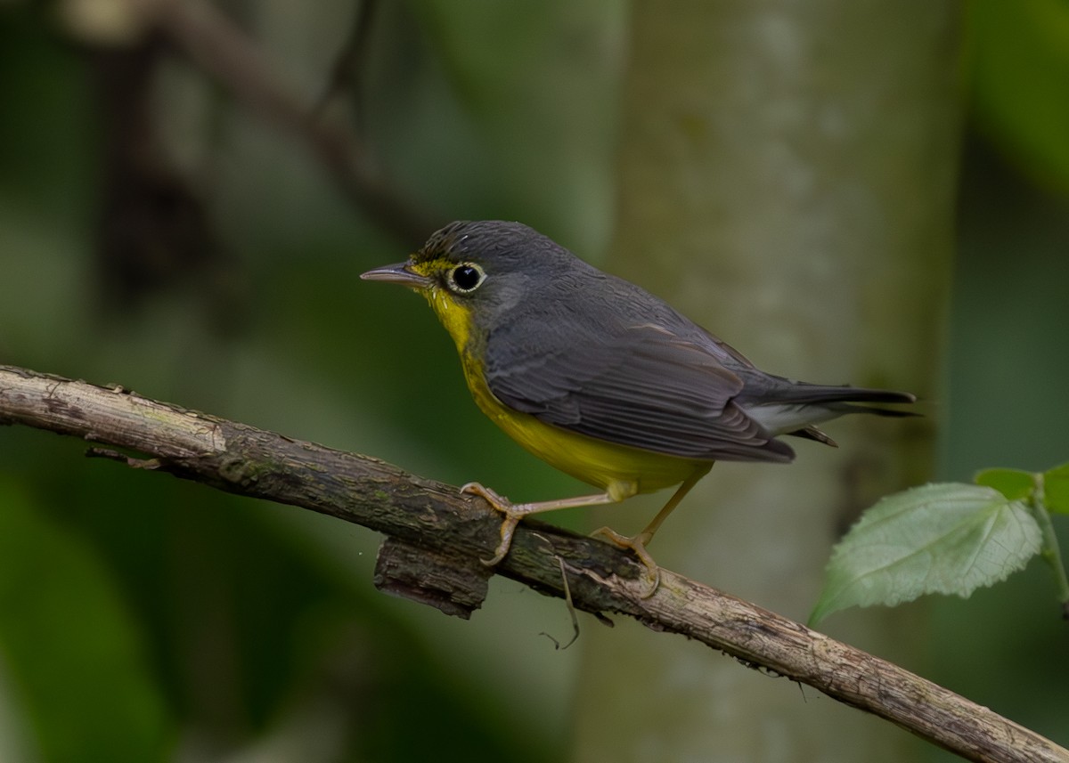 Canada Warbler - ML619864750