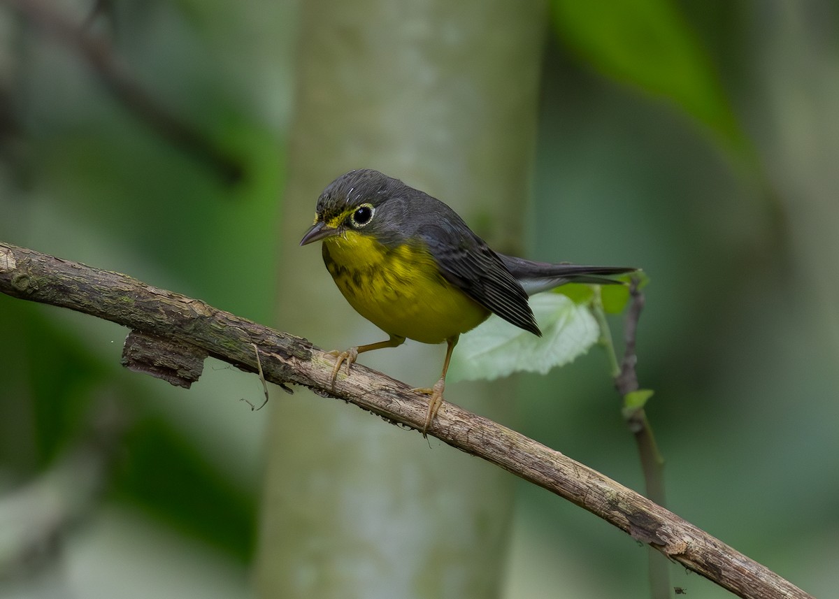 Canada Warbler - Josanel Sugasti -photographyandbirdingtourspanama