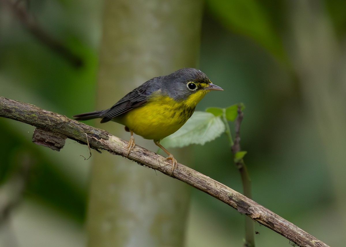 Canada Warbler - ML619864752