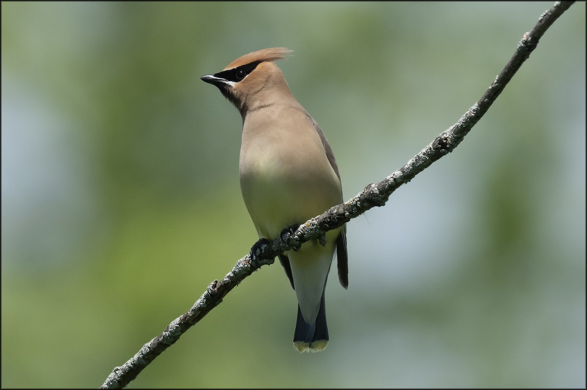 Cedar Waxwing - ML619864756