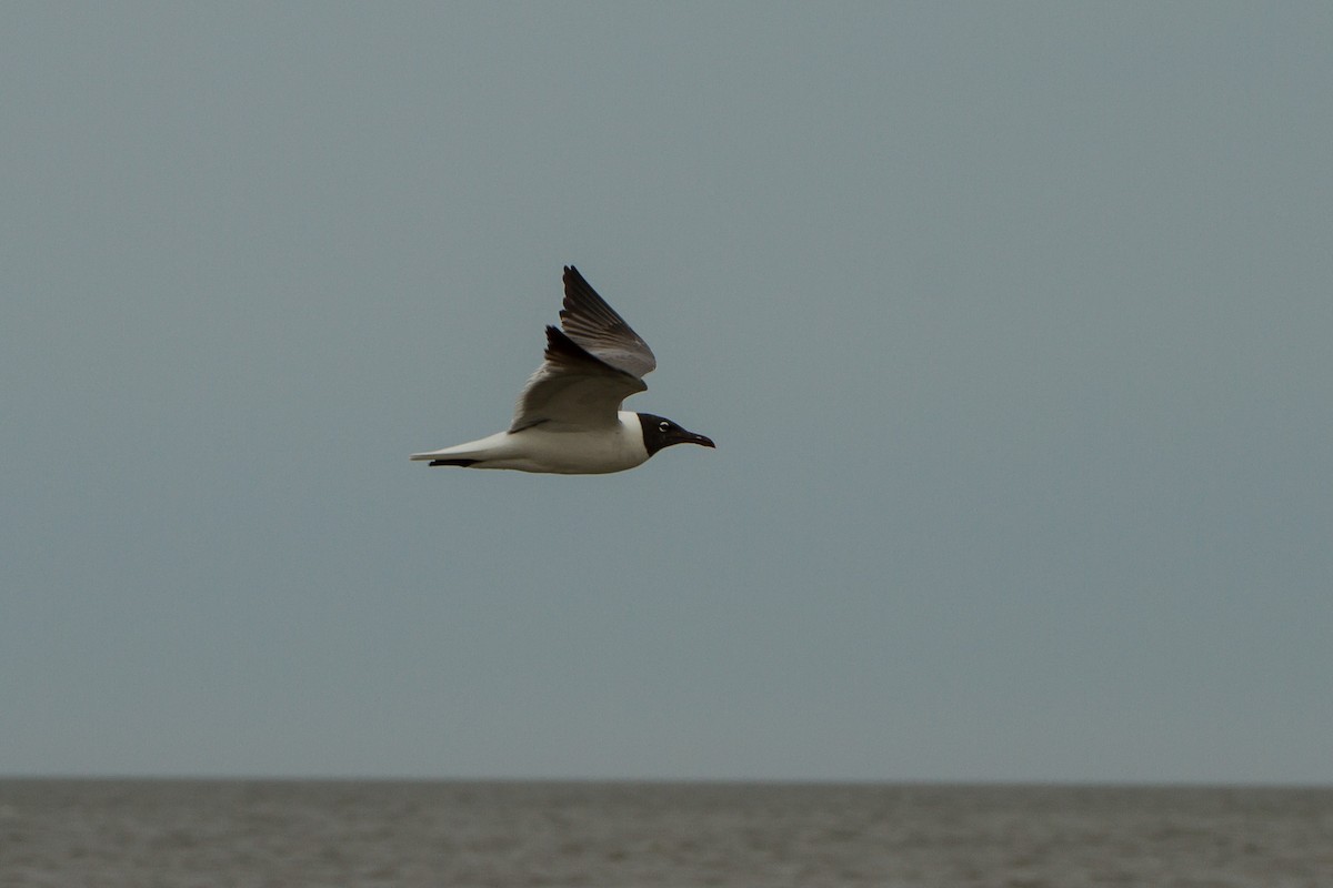 Mouette atricille - ML619864763