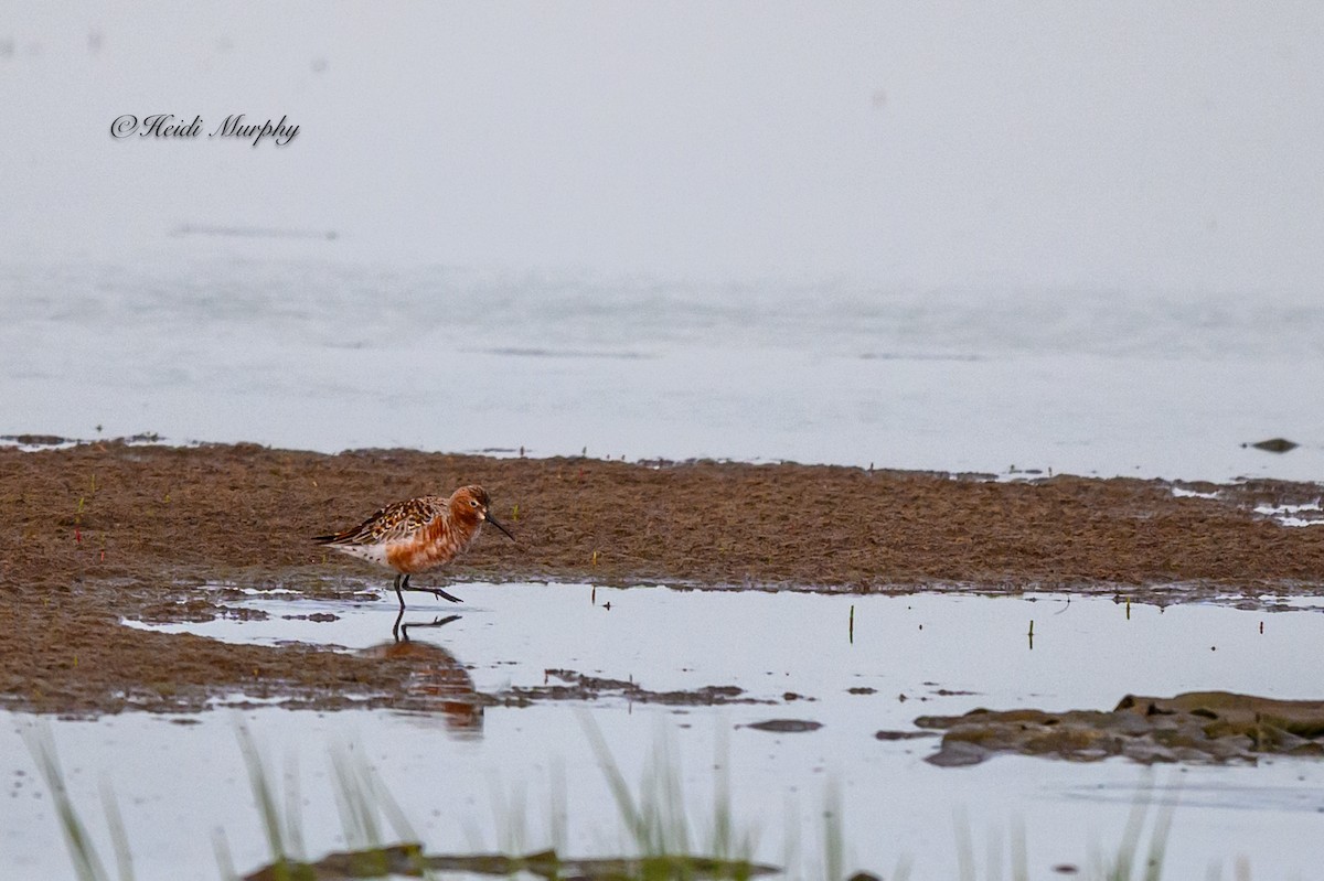 Curlew Sandpiper - ML619864780