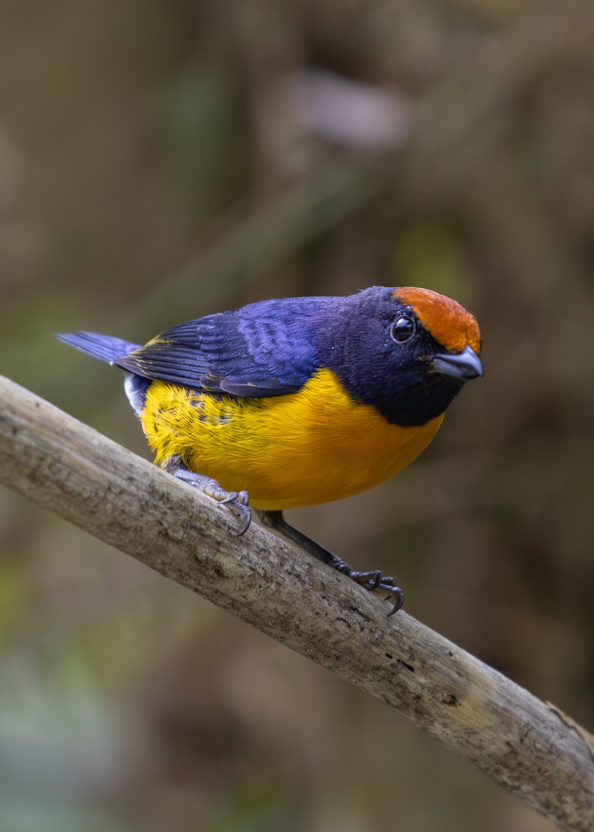 Tawny-capped Euphonia - ML619864813