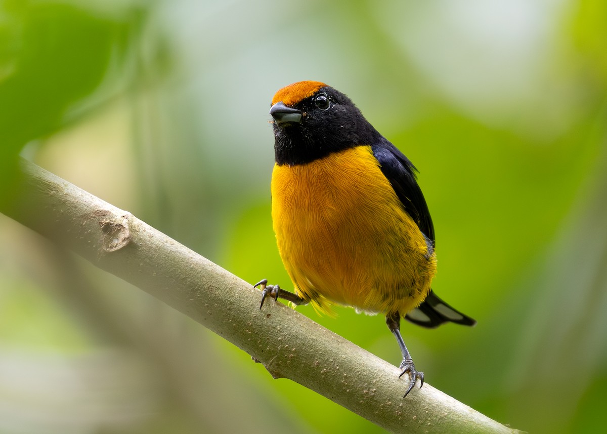 Tawny-capped Euphonia - ML619864814