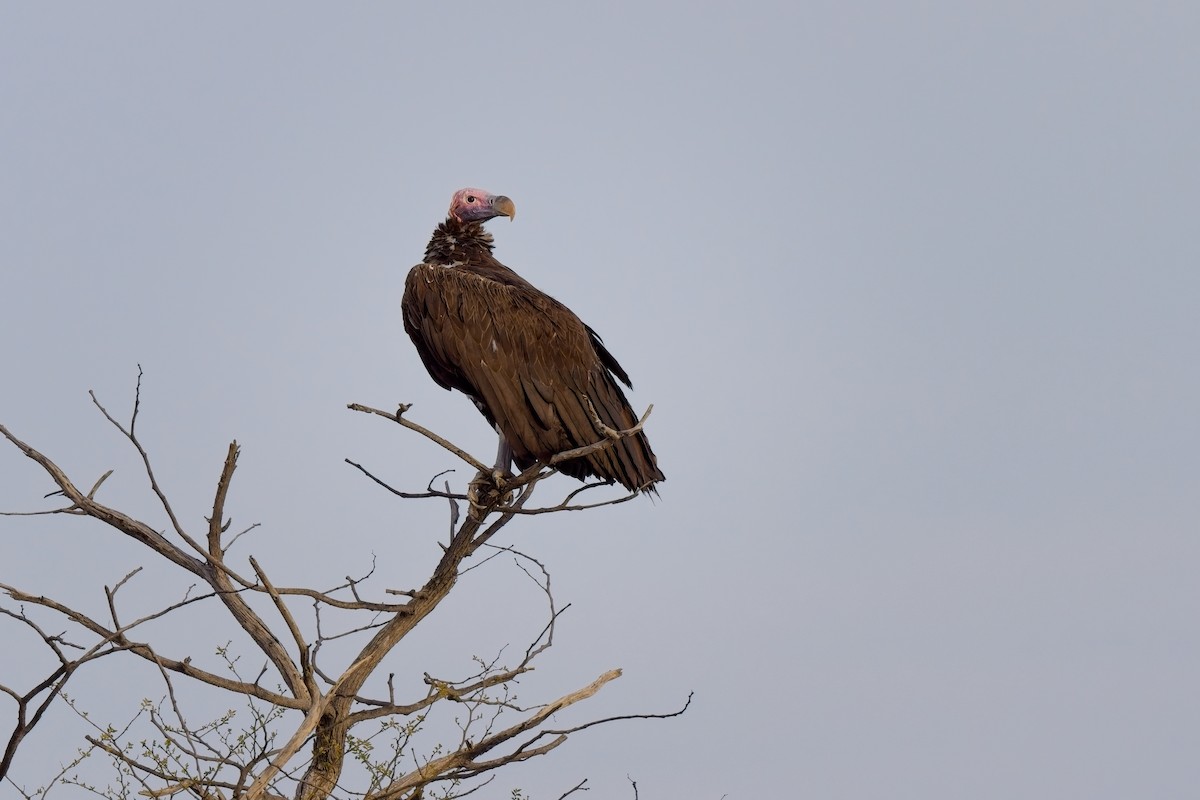 Lappet-faced Vulture - ML619864820