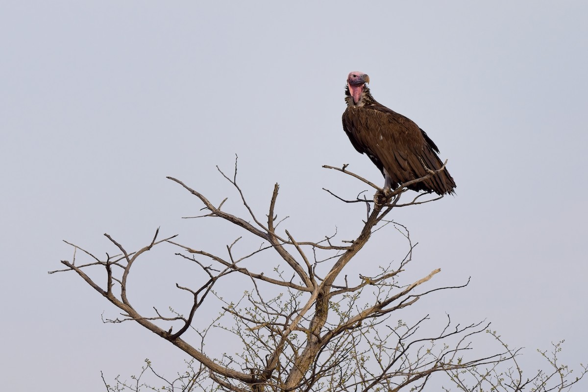 Lappet-faced Vulture - ML619864821