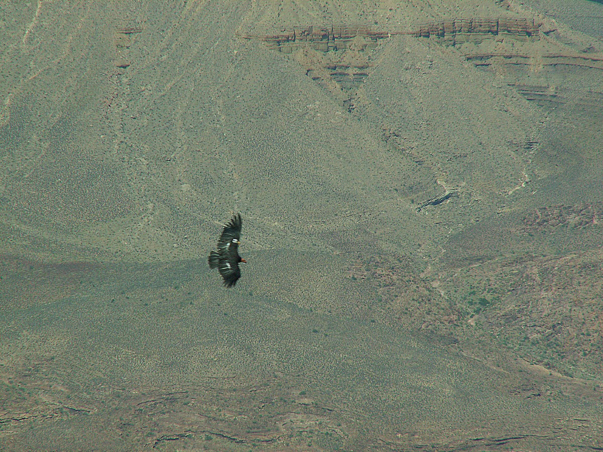 Condor de Californie - ML619864824