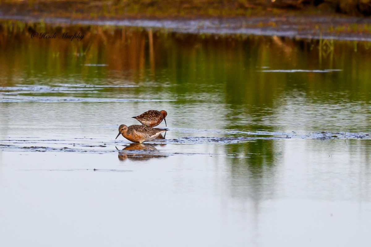 Red Knot - ML619864830