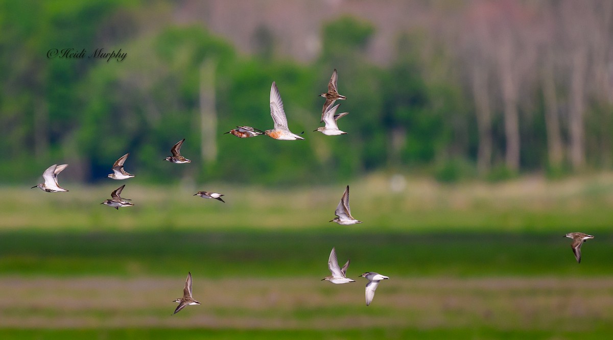 Red Knot - ML619864835