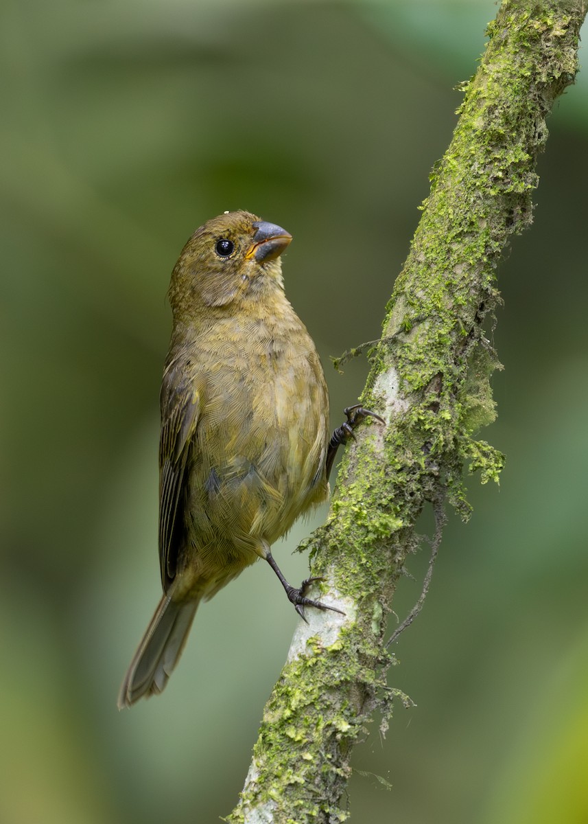 Variable Seedeater - ML619864840