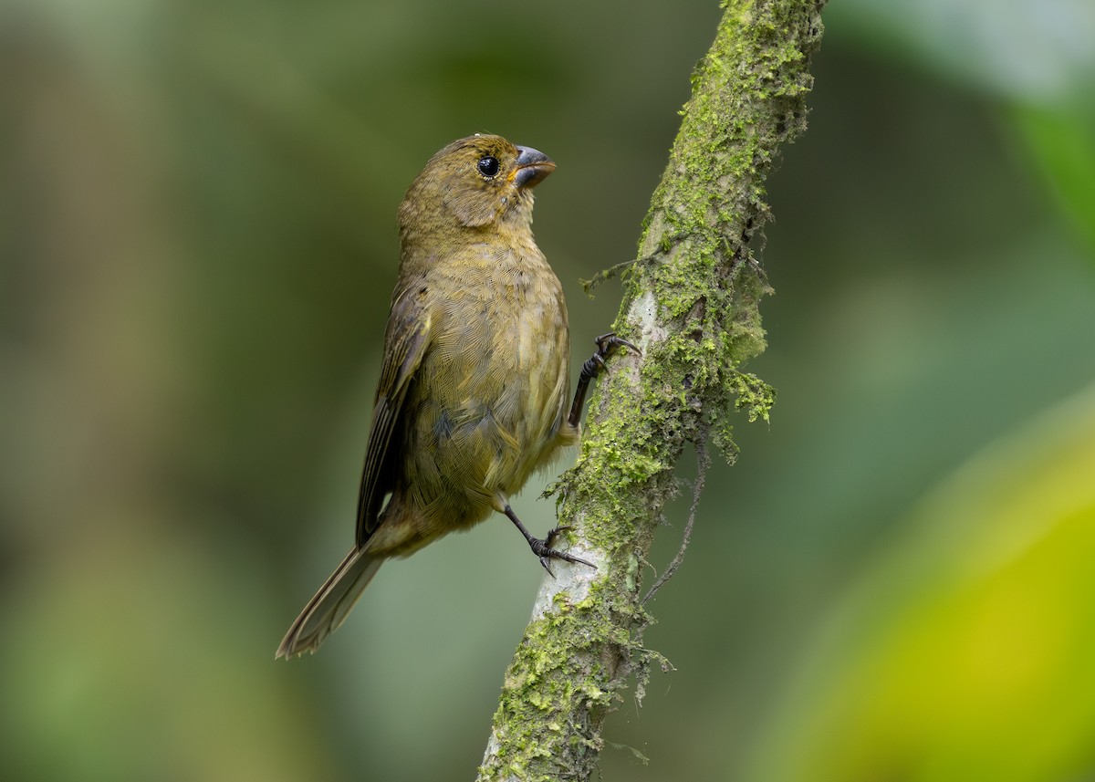 Variable Seedeater - ML619864841