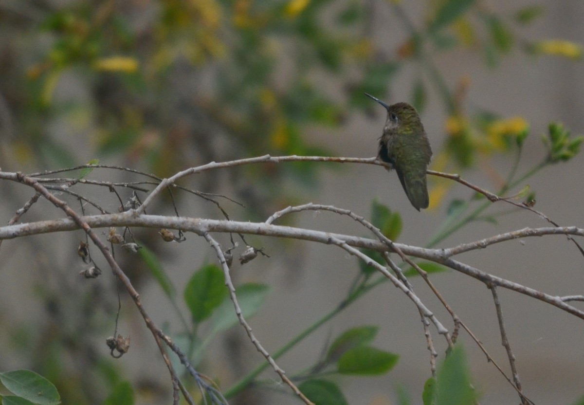 Anna's Hummingbird - ML619864843