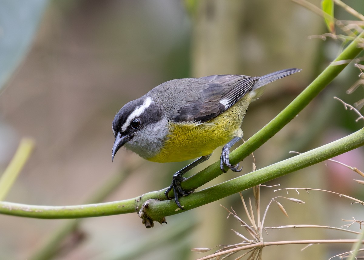 Bananaquit - ML619864867