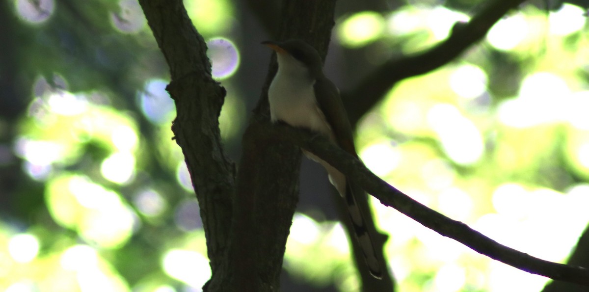 Yellow-billed Cuckoo - ML619864877