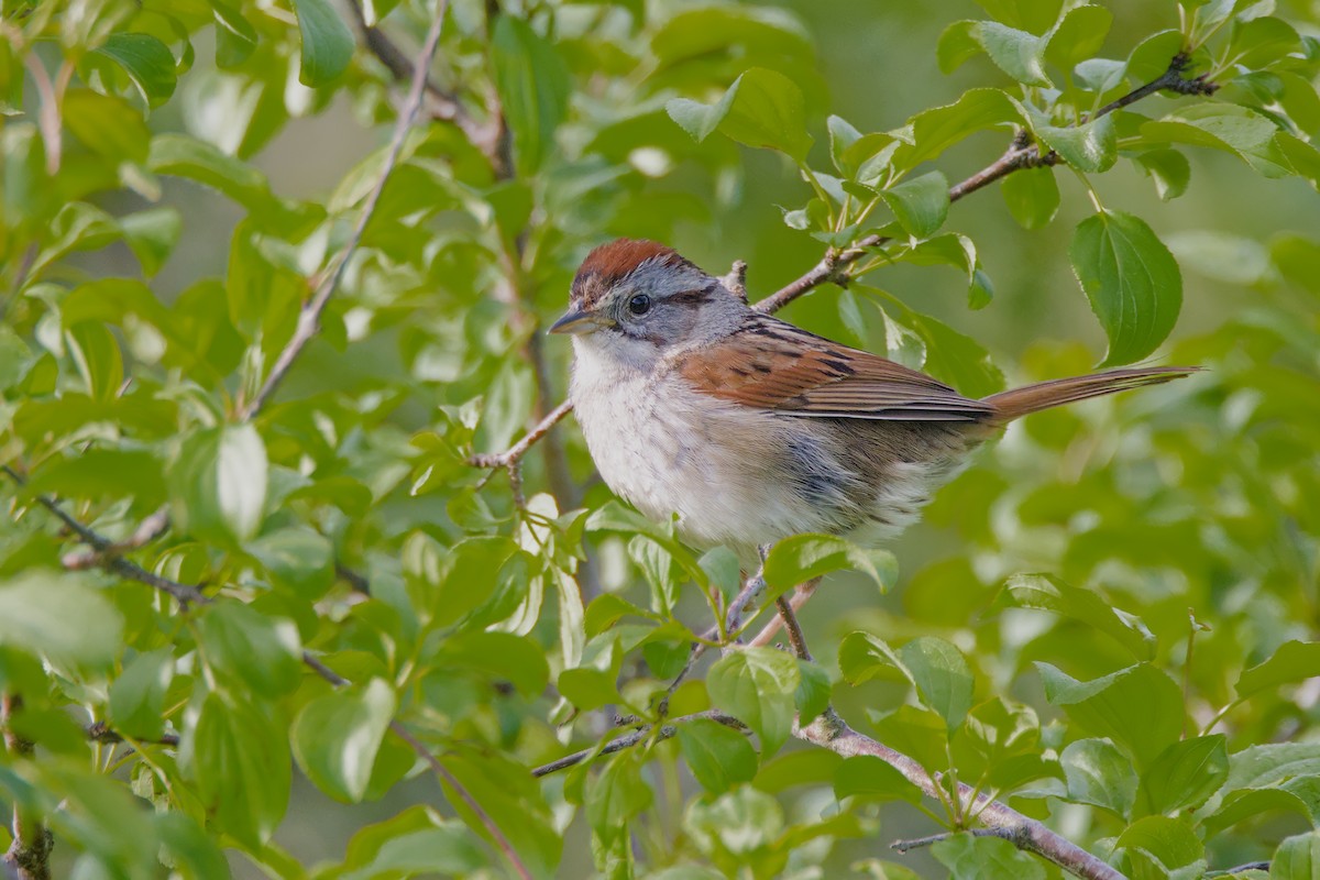 Swamp Sparrow - ML619864882