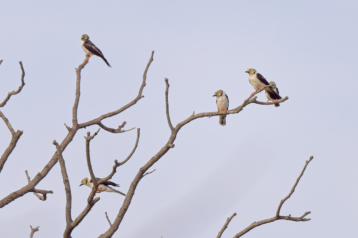 hvittopphjelmvarsler (poliocephalus gr.) - ML619864883