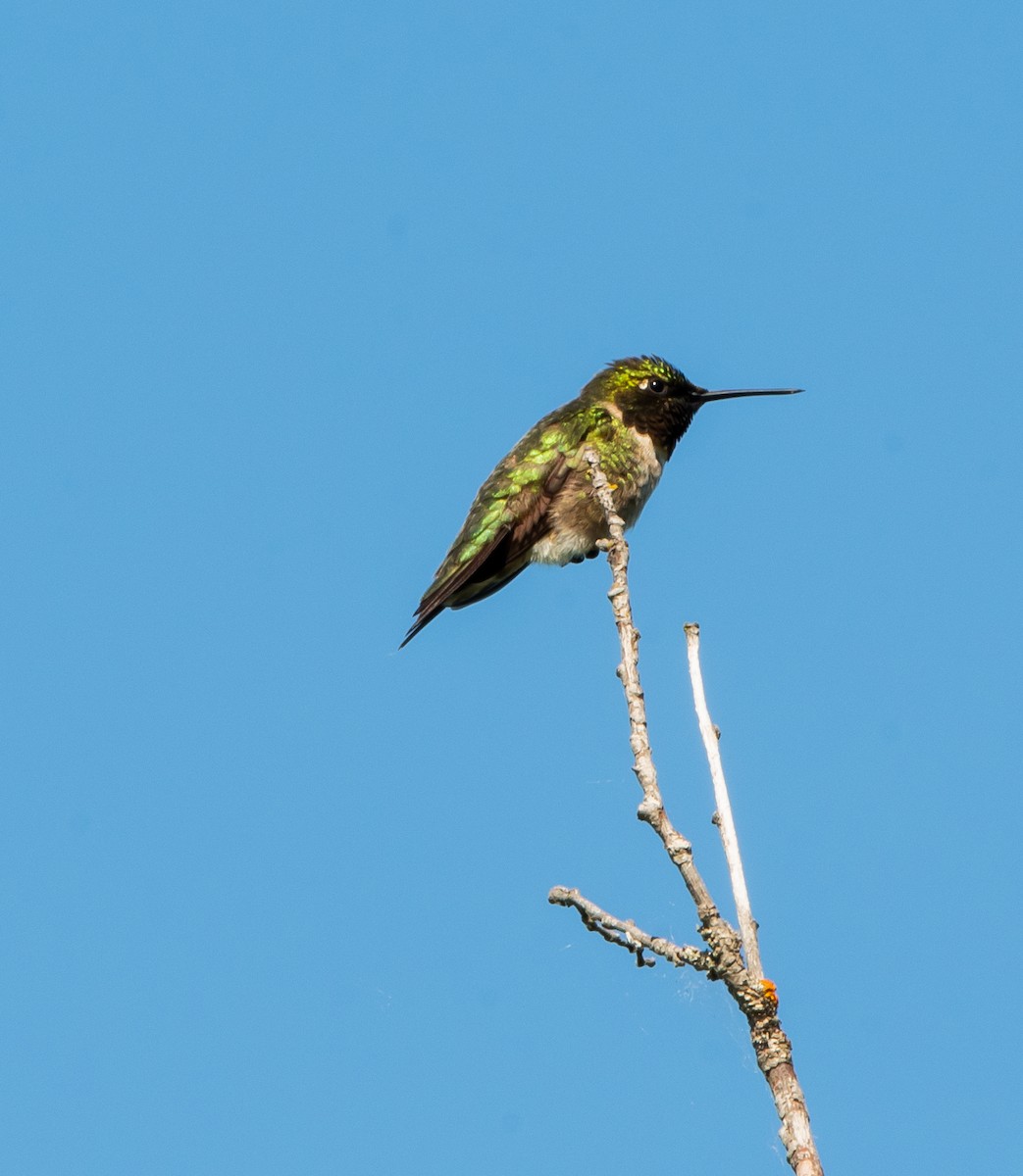 Ruby-throated Hummingbird - Francois Dubois