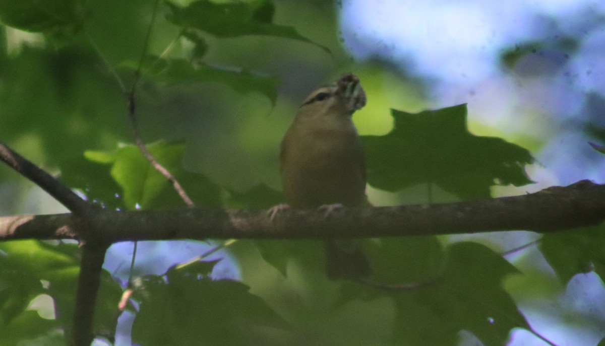 Worm-eating Warbler - ML619864891