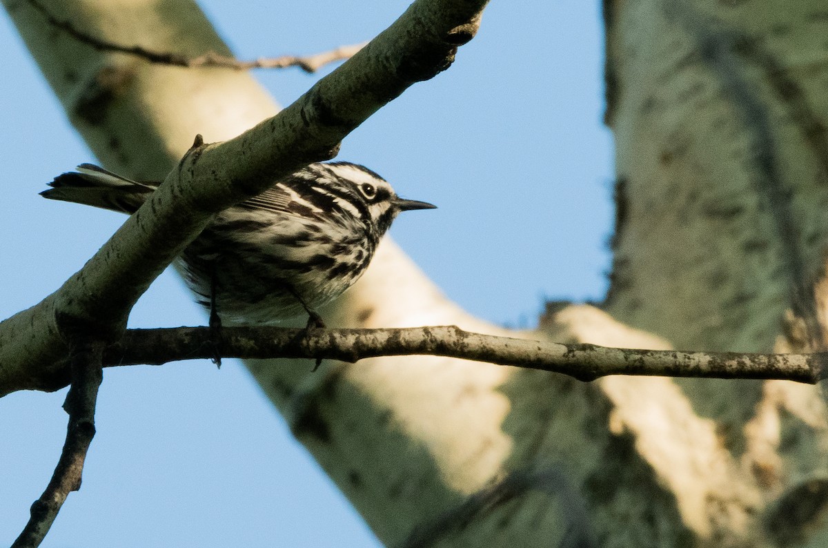 Black-and-white Warbler - ML619864908