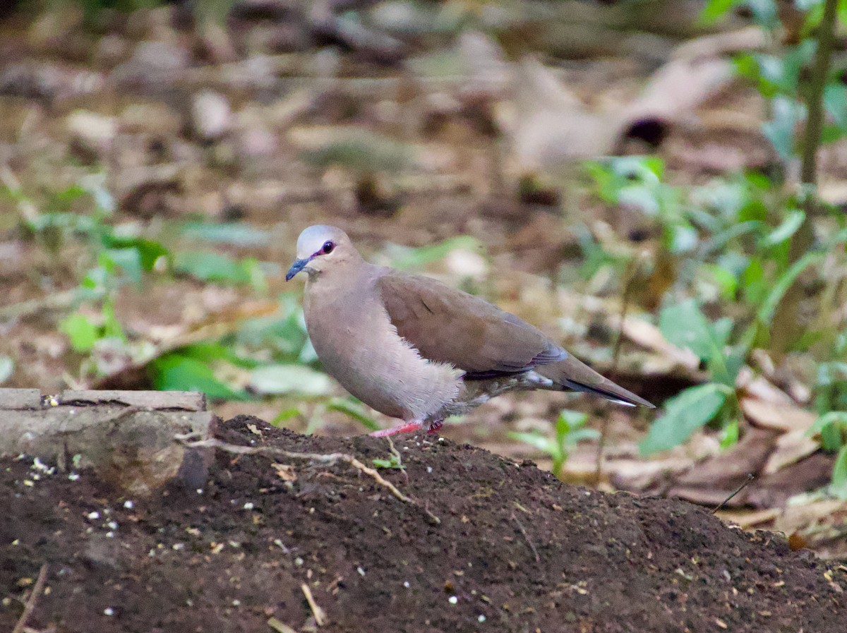 Gray-fronted Dove - ML619864914
