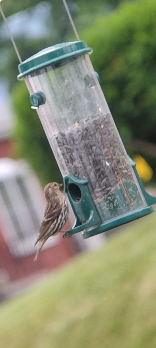 Pine Siskin - ML619864925