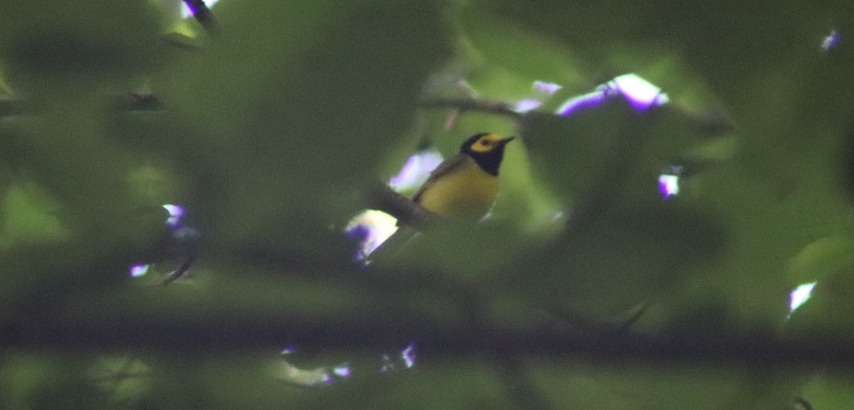 Hooded Warbler - ML619864933