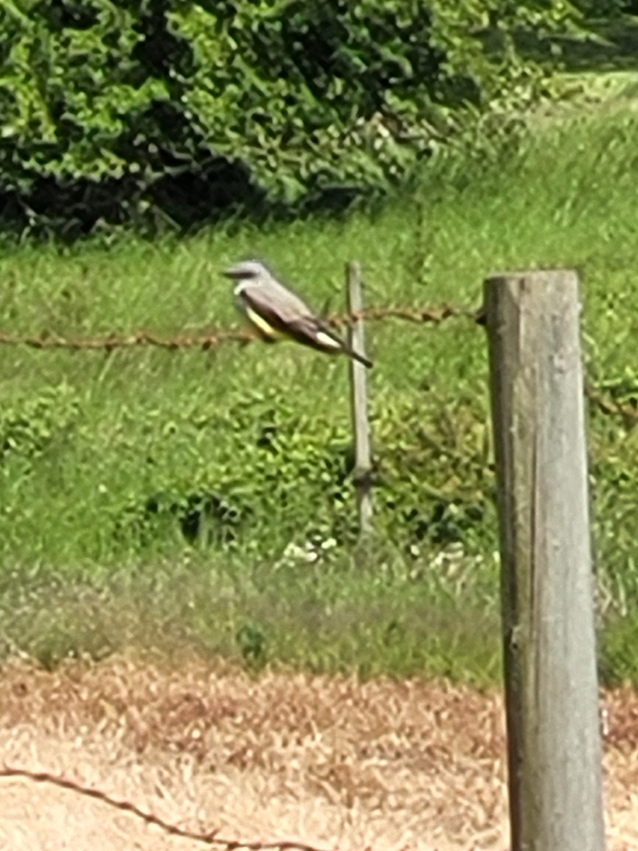 Western Kingbird - ML619864935