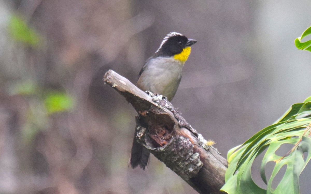 White-naped Brushfinch - ML619864945