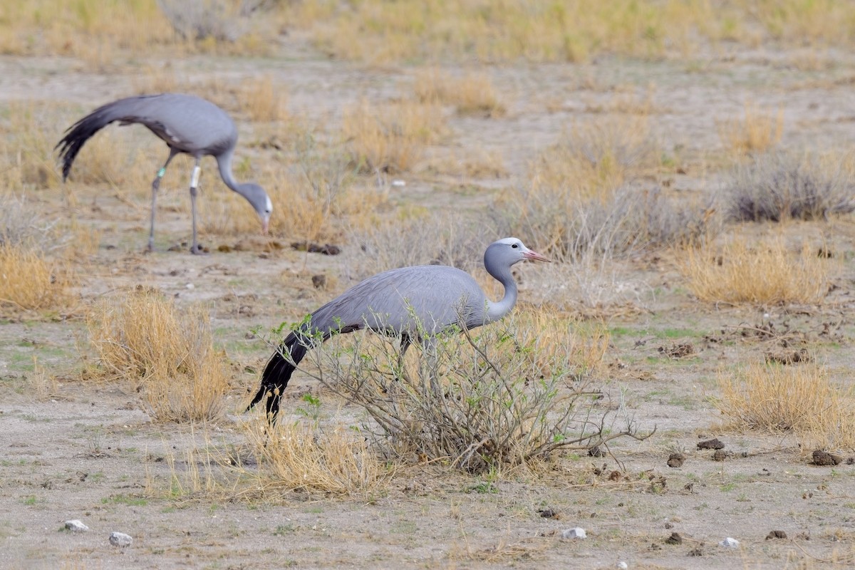 Blue Crane - ML619864947