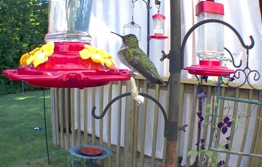 Ruby-throated Hummingbird - ML619864952