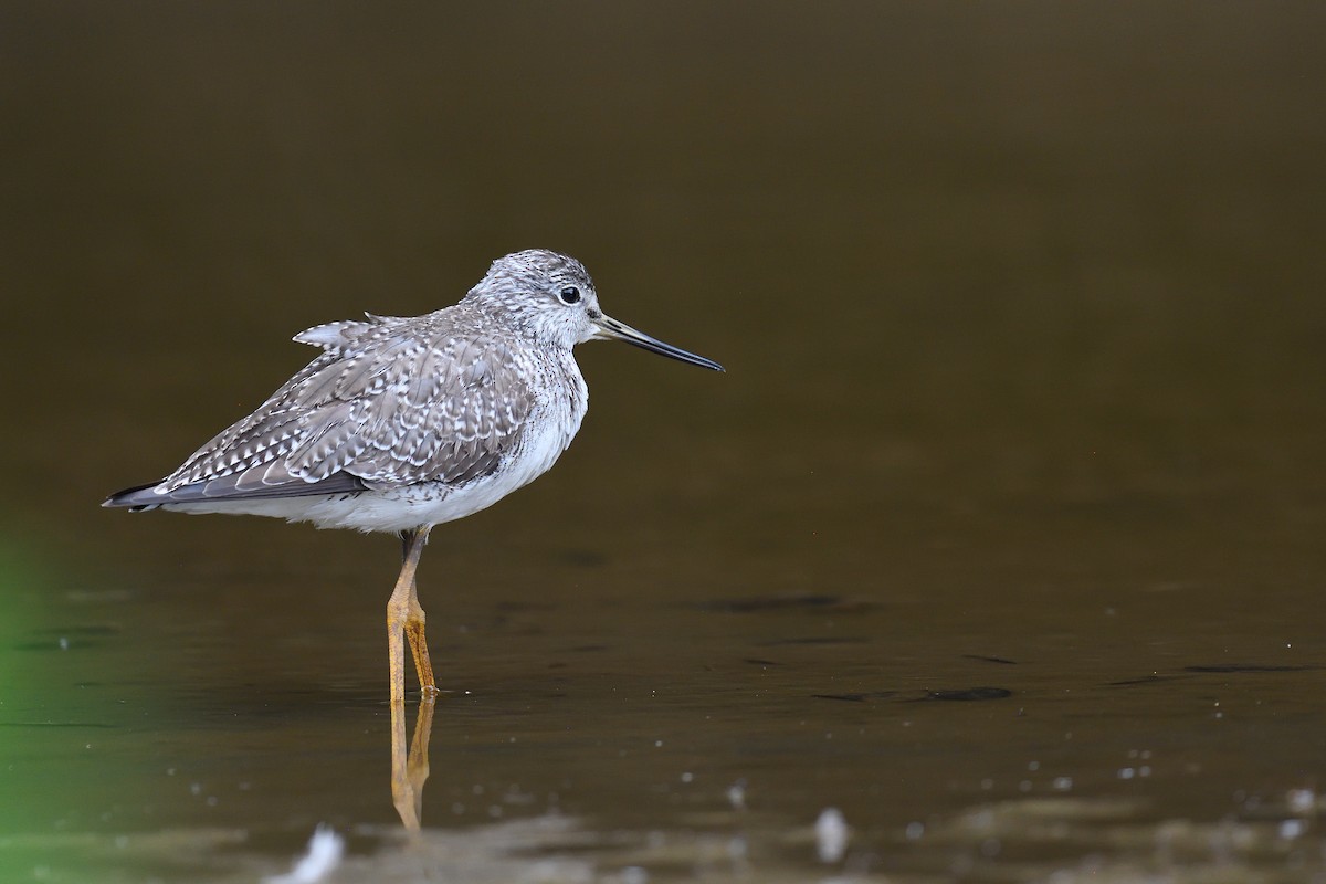 Greater Yellowlegs - terence zahner