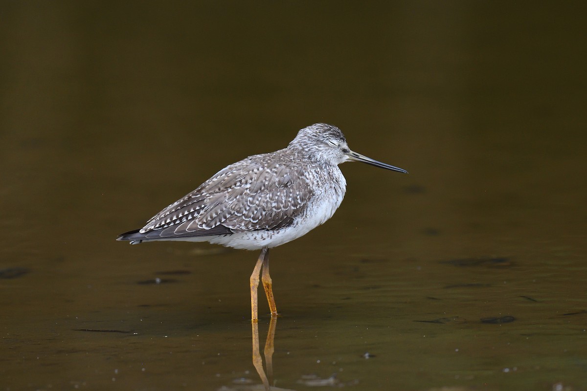 Greater Yellowlegs - ML619864954