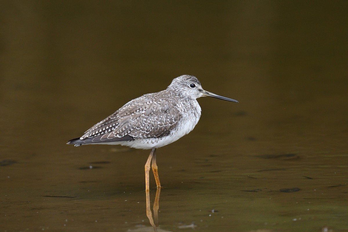 Greater Yellowlegs - ML619864955