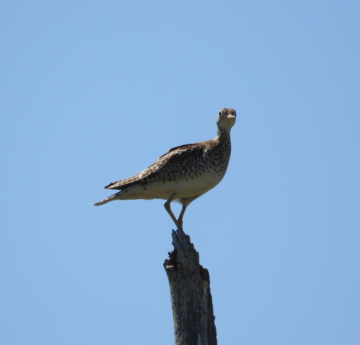 Upland Sandpiper - ML619864959