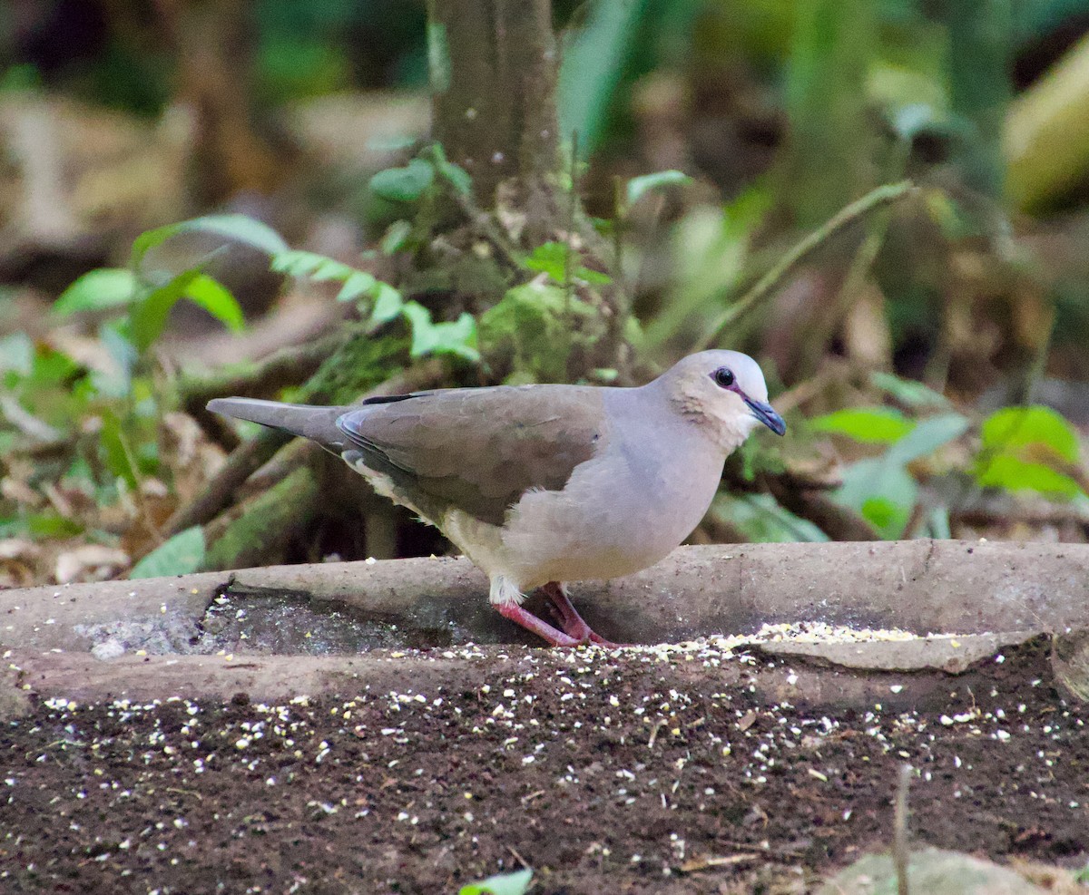 Gray-fronted Dove - ML619864960