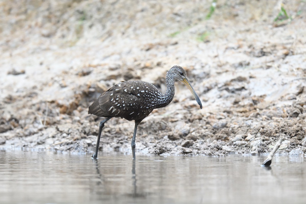 Limpkin - ML619864976