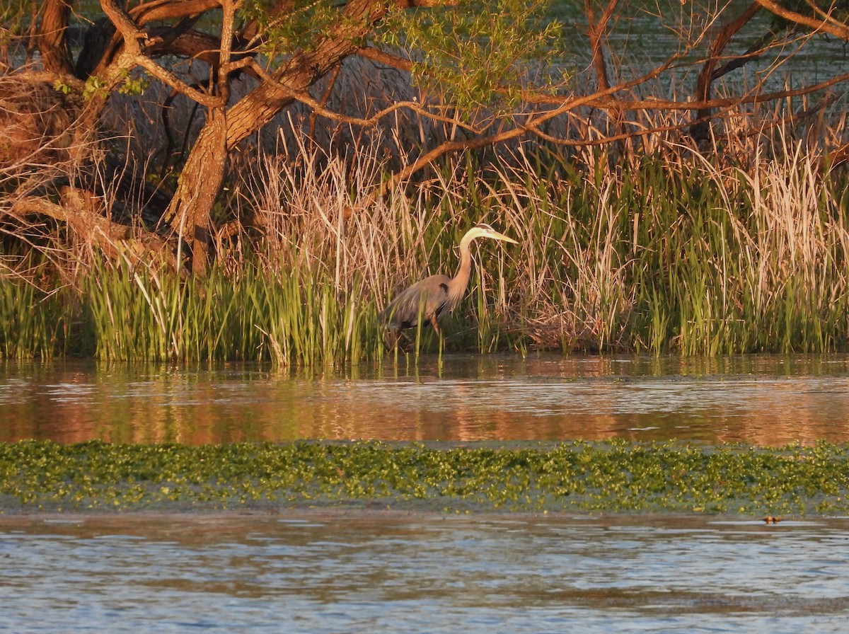 Great Blue Heron - ML619864980