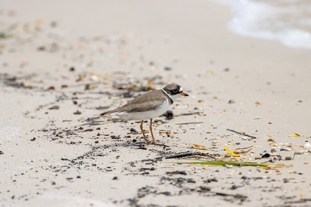 Semipalmated Plover - ML619864981