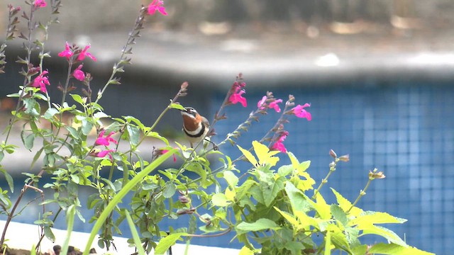 ニシキリハシミツスイ - ML619864982