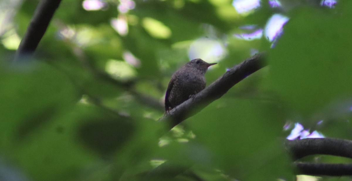 Winter Wren - ML619864988