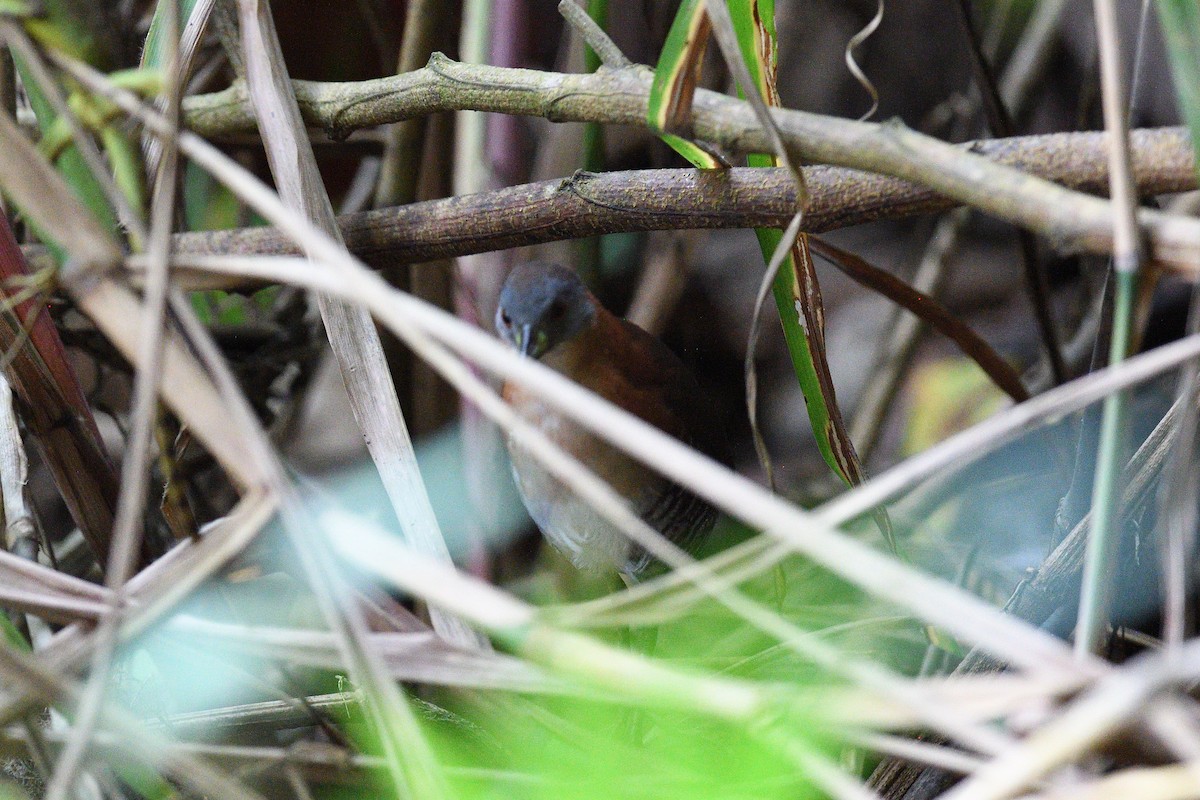 White-throated Crake - ML619864989