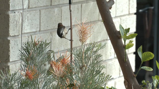 ニシキリハシミツスイ - ML619864991