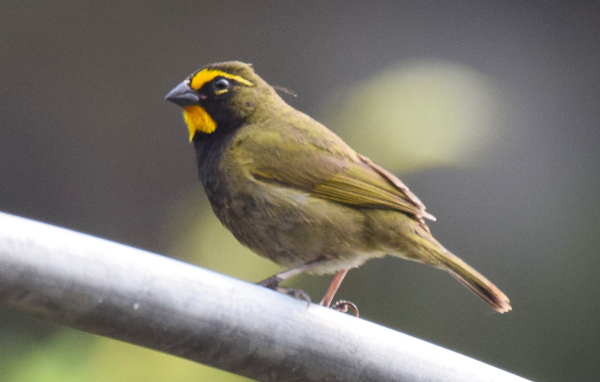 Yellow-faced Grassquit - ML619864999