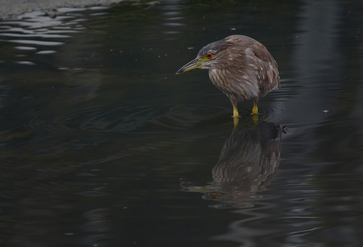 Black-crowned Night Heron - ML619865000