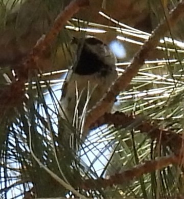 Mountain Chickadee - ML619865002